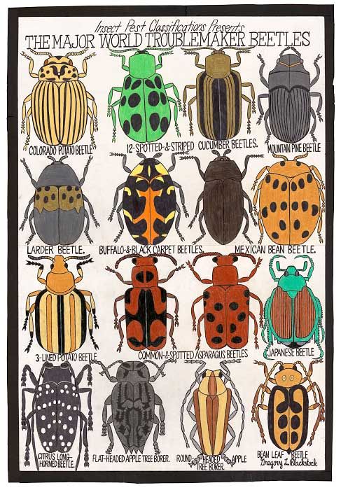 undefined The Major World Troublemaker Beetles